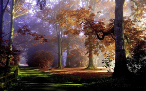 foto-met-grote-bomen-in-het-park-tijdens-de-herfst-met-veel-herfs