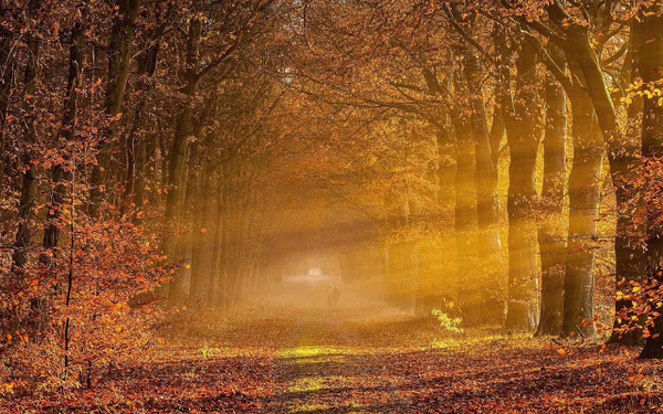 foto-van-bomen-langs-de-kant-van-de-weg-met-veel-herfstbladeren-o