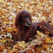 foto-van-een-bruine-hond-tussen-de-herfstbladeren-hd-herfst-wallp