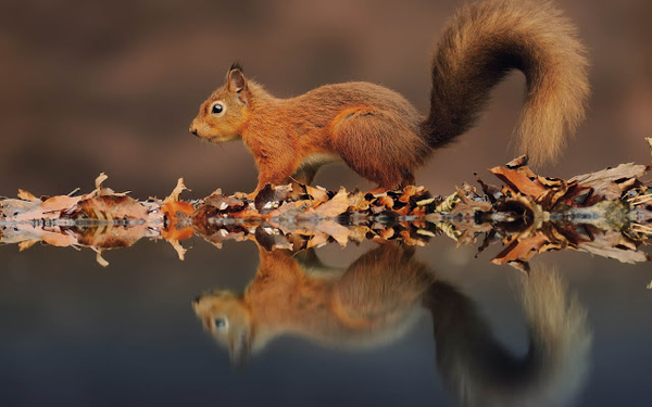 foto-van-een-eekhoorn-en-herfstbladeren