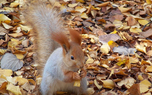 foto-van-een-eekhoorn-en-herfstbladeren-hd-herfst-wallpaper