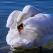 swan-3127119_960_720