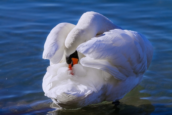 swan-3127119_960_720