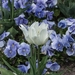 tulip-3204262_960_720