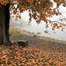 autumn-3144379_960_720