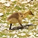 goslings-3151889_960_720