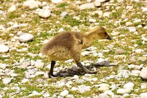 goslings-3151889_960_720