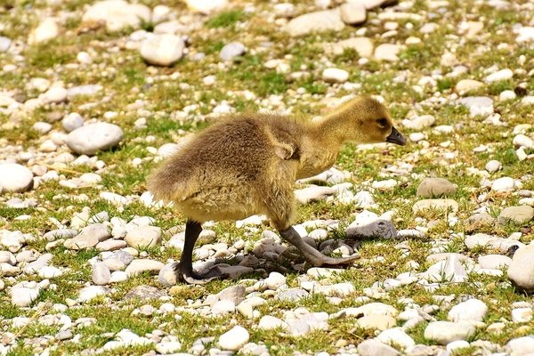 goslings-3151889_960_720