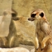 meerkat-3151827_960_720