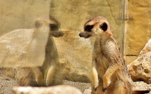 meerkat-3151827_960_720