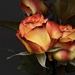 rose-3063284_960_720