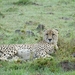 wildlife-3151310_960_720