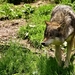 wolf-3151868_960_720