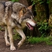 wolf-3151876_960_720