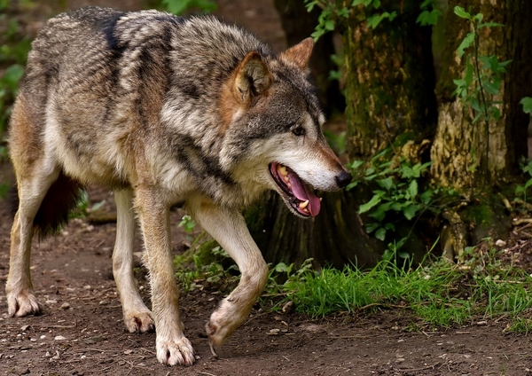 wolf-3151876_960_720