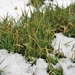 grass-3226875_960_720