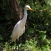 heron-3217253_960_720