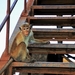 monkey-3215719_960_720