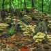 mushroom-3198608_960_720