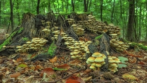 mushroom-3198608_960_720