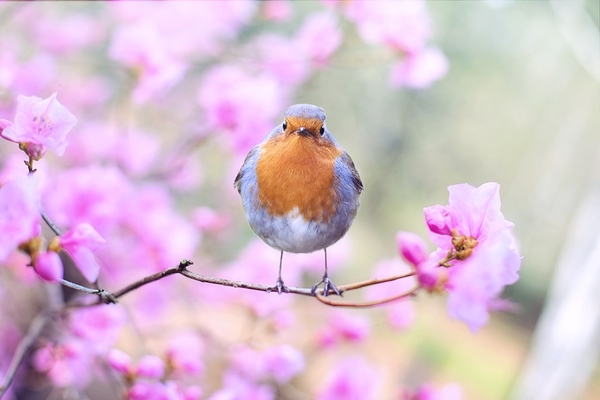 spring-bird-2295436_960_720