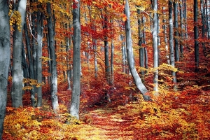 fall-3089995_960_720