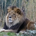 lion-3213328_960_720