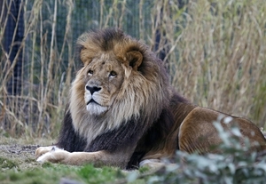 lion-3213328_960_720