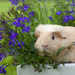 cavia-foto-met-een-cavia-op-een-bloempot-met-bloemen-hd-cavia-ach