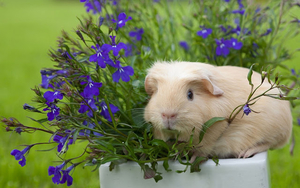 cavia-foto-met-een-cavia-op-een-bloempot-met-bloemen-hd-cavia-ach