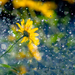 close-up-foto-van-gele-bloemen-in-de-regen-hd-bloemen-achtergrond