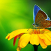 close-up-foto-vlinder-bloem-wallpaper-achtergrond
