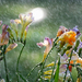 foto-bloemen-in-de-regen-achtergrond-slecht-weer-wallpaper