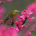 foto-van-een-vogel-in-een-boom-met-roze-bloesem-hd-vogel-wallpape