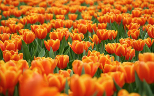 foto-van-hollandse-oranje-tulpen-hd-oranje-tulpen-achtergrond