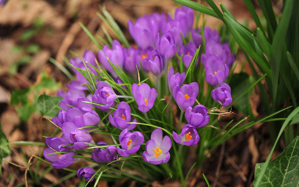 foto-van-paarse-bloemen-in-de-lente-hd-lente-wallpaper