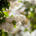 foto-van-witte-bloemen-aan-de-boom-in-de-lente-hd-lente-wallpaper