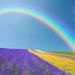 lente-foto-met-veld-vol-bloemen-met-regenboog-en-zon-hd-lente-wal