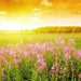 zomer-wallpaper-ondergaande-zon-bloemen-gras-foto-ondergaande-zon