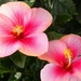 thumb-1920-690522