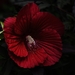 thumb-1920-693728