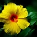 thumb-1920-719158