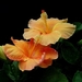 thumb-1920-735029