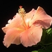 thumb-1920-735233