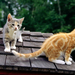 achtergrond-met-twee-katten-op-het-dak-hd-kat-wallpaper