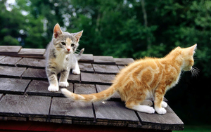 achtergrond-met-twee-katten-op-het-dak-hd-kat-wallpaper