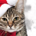 close-up-foto-van-een-kat-met-een-kerstmuts-op-zijn-kop-hd-kerst-