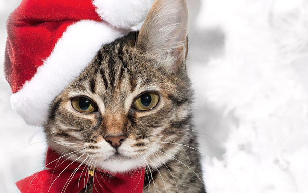 close-up-foto-van-een-kat-met-een-kerstmuts-op-zijn-kop-hd-kerst-