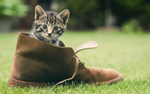 dieren-achtergrond-met-een-jong-katje-in-een-schoen