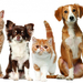 foto-honden-katten-achtergrond-huisdieren-wallpaper